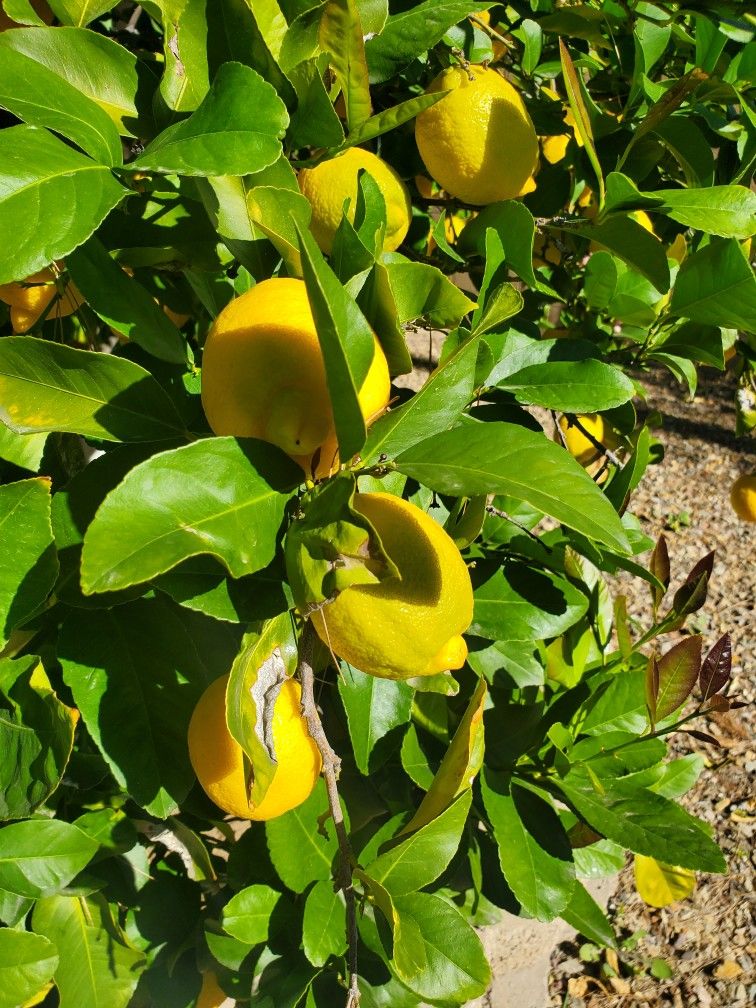 Fresh picked lemons