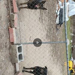 Puppy's For Sale 