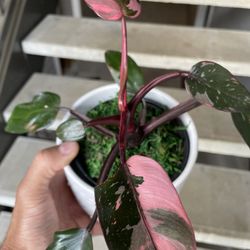 Philodendron “Pink Princess” | Variegated Tropical Plant | $5 Off With Local PickUp