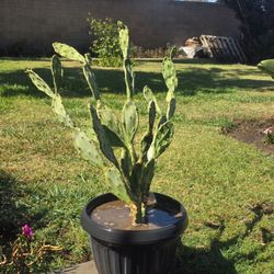 Big Nepal cactus