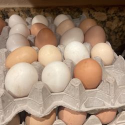 Home Grown Eggs
