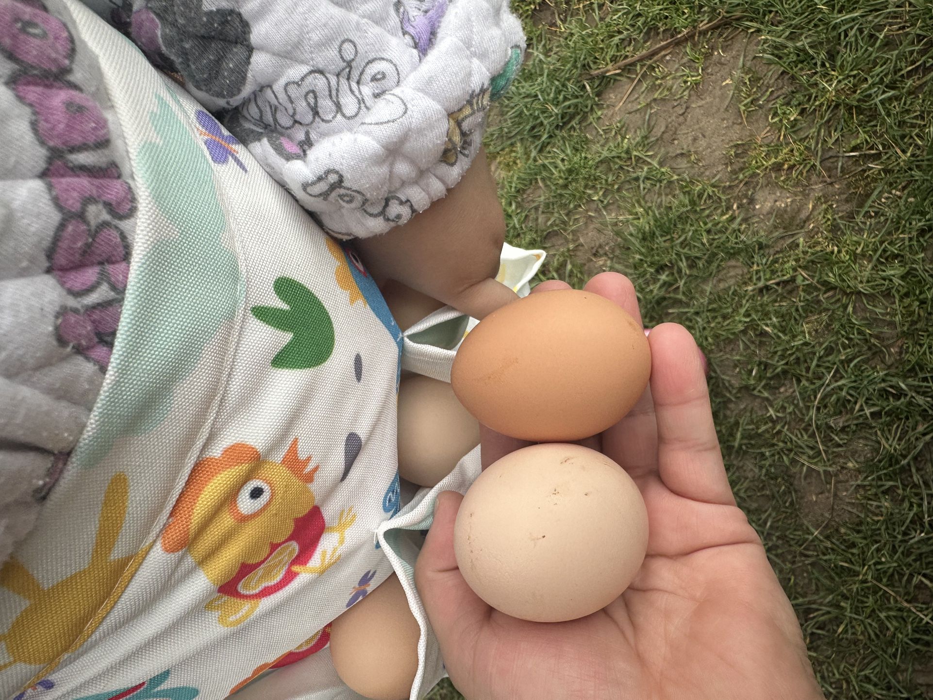 Fresh Eggs