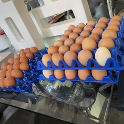 Selling Chicken Eggs