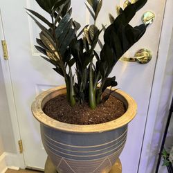 Very large Raven ZZ Plant