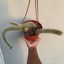 Monkey Tail Cactus
