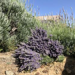 Fresh English Lavender Bouquet 💐