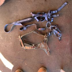 Dog collar and a leash medium size dog