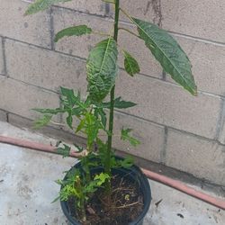 Haas Avocado Tree Papaya Saplings Aguacate Y Papaya