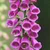 Digitalis