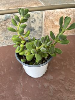 CRASSULA CONGESTA
