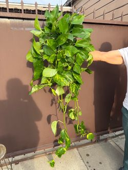 6” xxl golden pothos