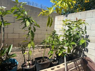 -Avocado Trees-