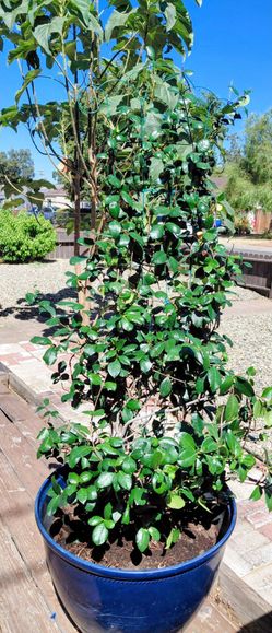 Star Jasmine Very Tall! Bring truck!