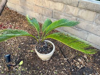 Sago Palm