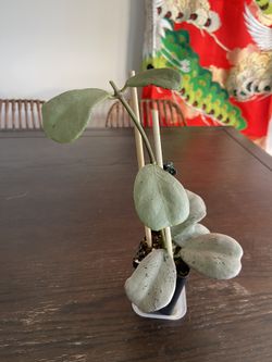 Hoya Chiang Dao Silver