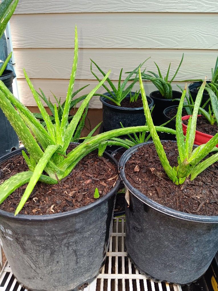 Aloe Vera Plants 