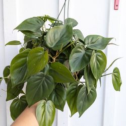 Philodendron Cordatum Heartleaf Plant 6" Pot - Indoor House Plants
