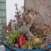 I.G:Sultan  Of Succulents 