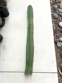 3’ Cactus Cutting