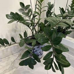 Large healthy Zee Zee plant & ceramic pot