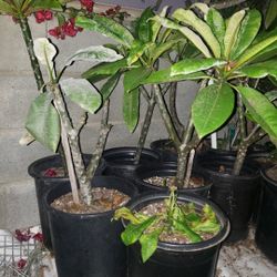 Plumeria (Frangipani) Plants