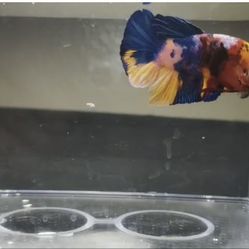 Bettas 