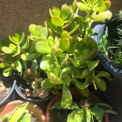 Succulent.