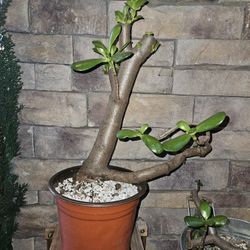 Bonsai and Pre-bonsai 