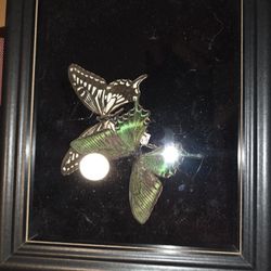 Taxidermy Butterfly 