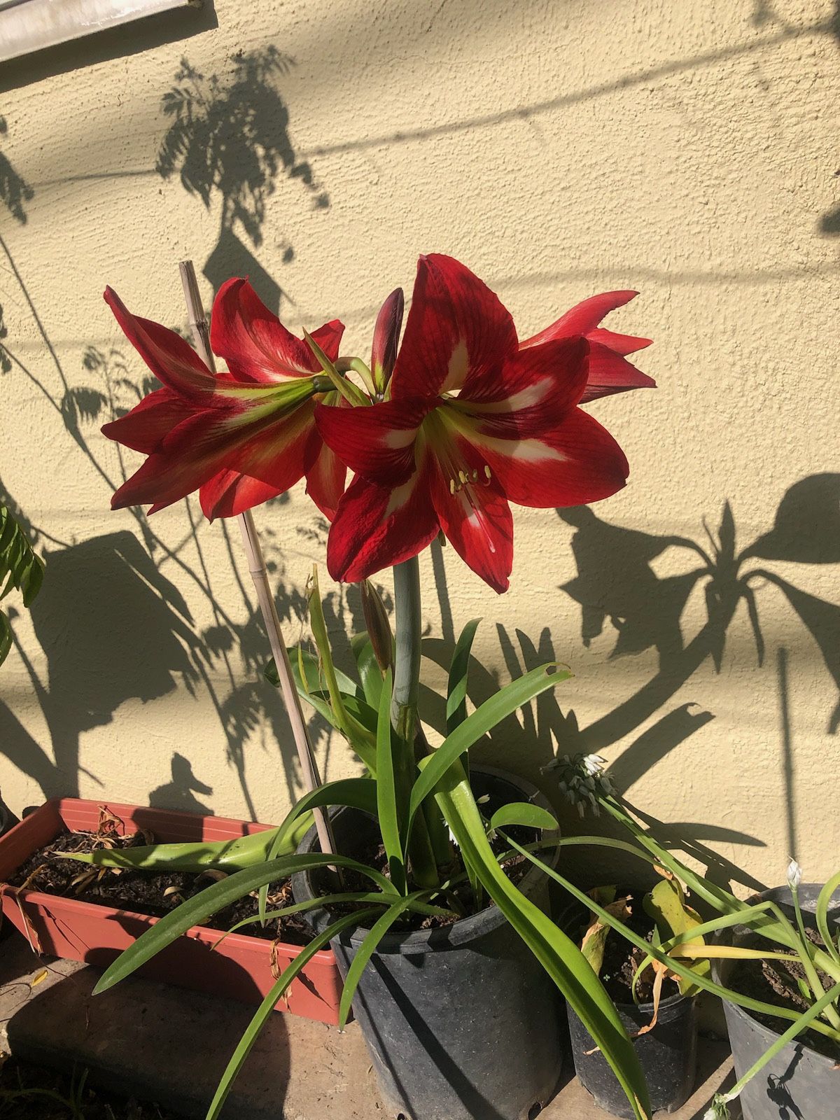 Amaryllis Red Blooms Starter Plant
