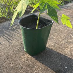 Papaya Plant 