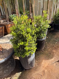 Japanese boxwood 15 gallons