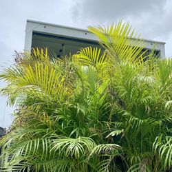 Areca 15g Healthy