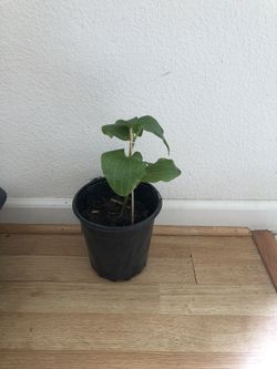 Healthy Betel Leaf Plant 