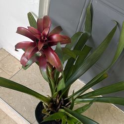 Shade Lover Bromeliad House Plant 6”