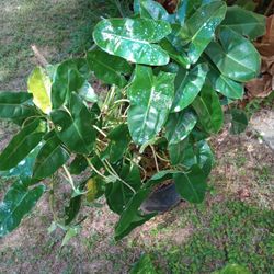 Philodendron Burle Marx Plant Cutting ( Pls Read Below)