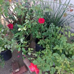 Roses  $15 or 2 for $20