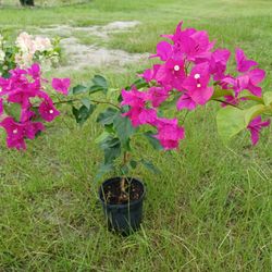 Bougainvillea  Plants