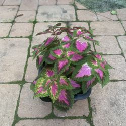 Beautiful Coleus’s Succulent Plant Indoor And Outdoor Too 