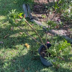 White Flowering Tree $10