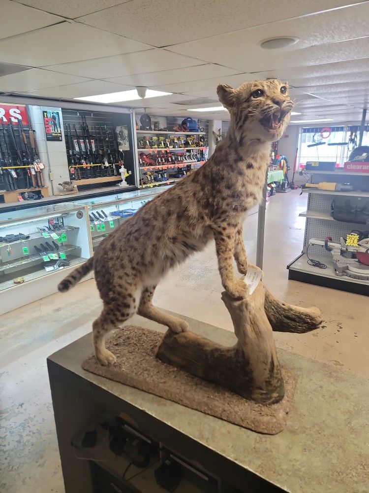 Bobcat Taxidermy 