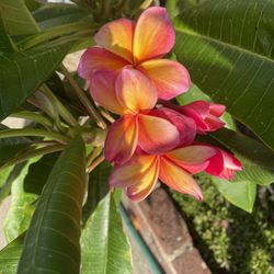 Plumeria Cutting