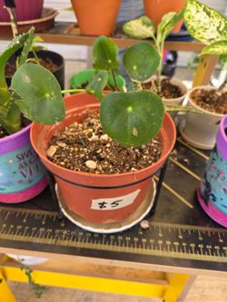 Pilea indoor plant