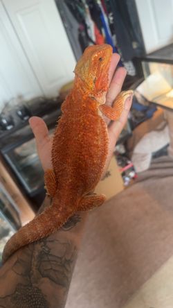 Dragons
