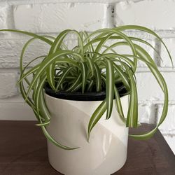 Spider Plant in Ceramic Pot