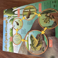 Frog Lifecycle Classroom Poster