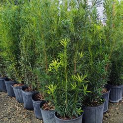 Podocarpus 3gl $8🌿🌿