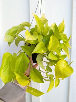 Pothos Neon Plant 6" Pot - Indoor House Plants