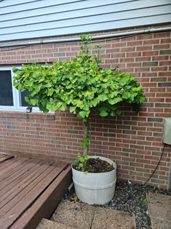 42 year old 6' Ginko tree