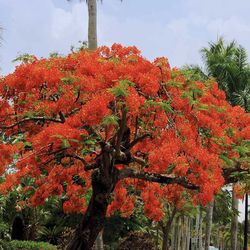 Royal Poinciana Flamboyant Tree Plants Each One $25 Flower Red
